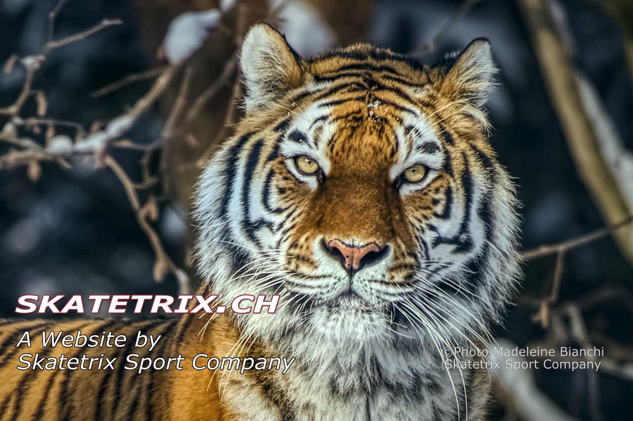 Siberian Tigress ELENA