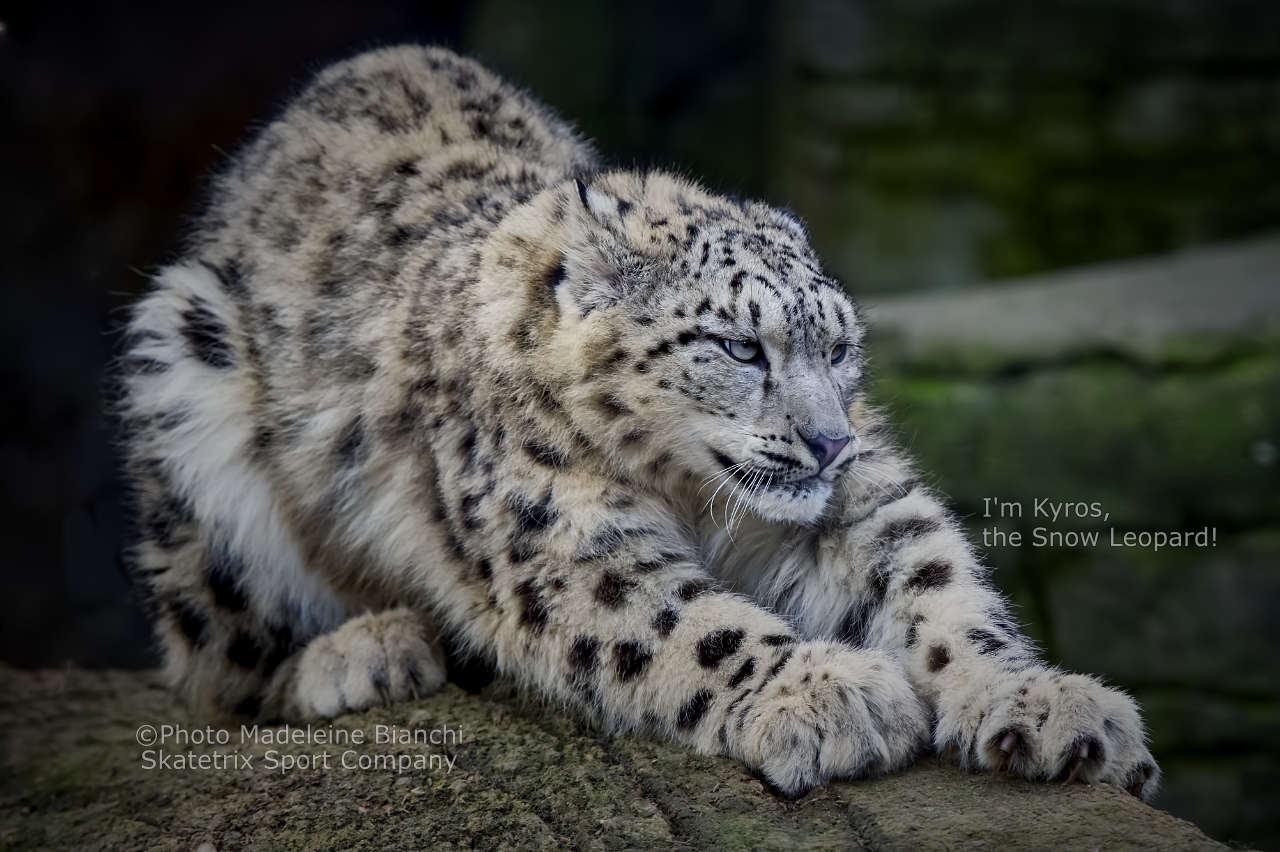 SNOW LEOPARD KYROS - THE PAEAN ON HIMALAYAS! | Sung by the mysterious cat that roams mostly unseen through this secluded ranges with the highest mountains of the world!