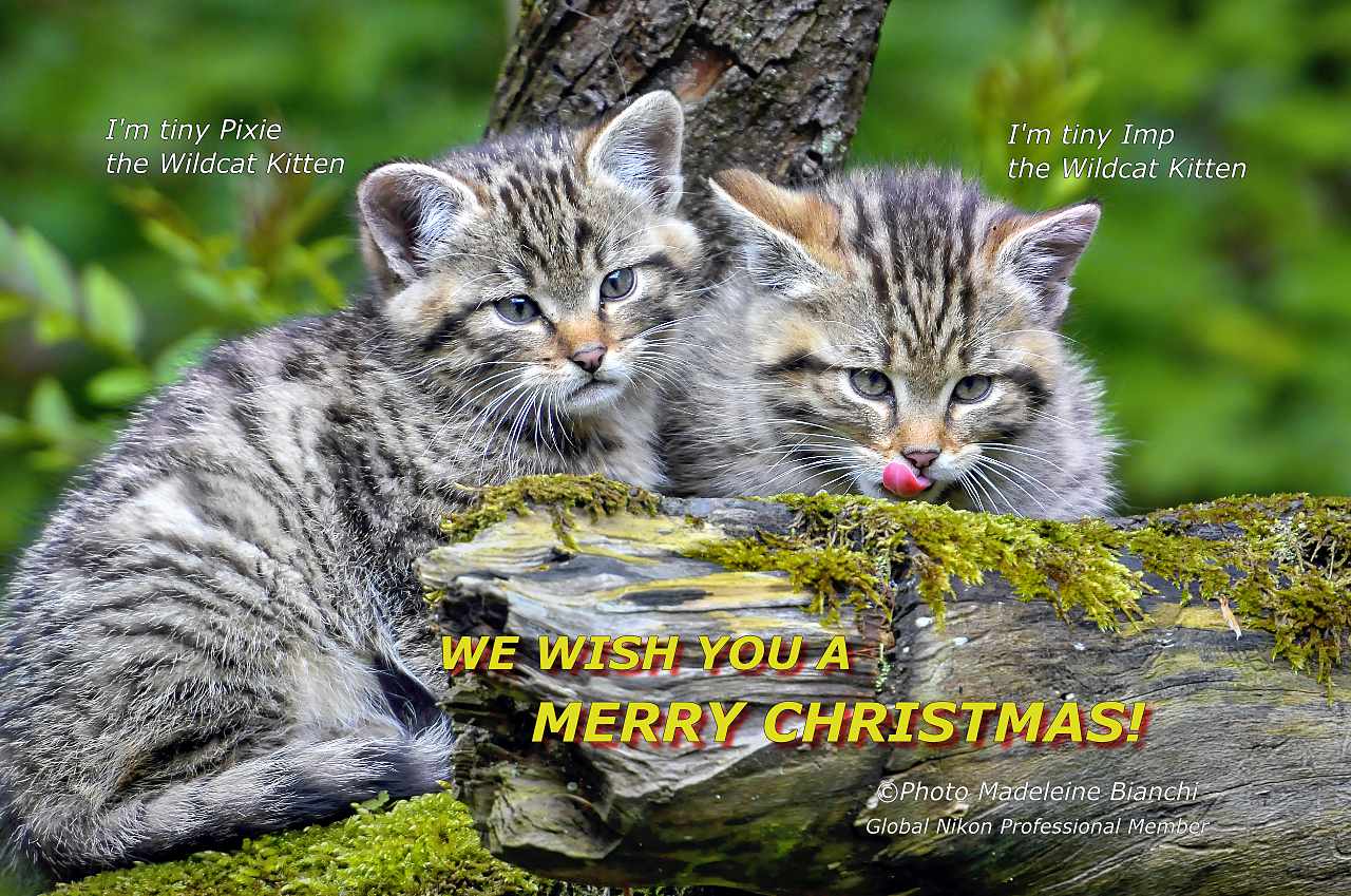 PIXIE AND IMP, THE TINY WILDCAT KITTENS! MERRY CHRISTMAS! FOR ALL THE CHILDREN OF THIS WORLD! FOR THE STILL VERY SMALL OR THE ALREADY ADULT!
