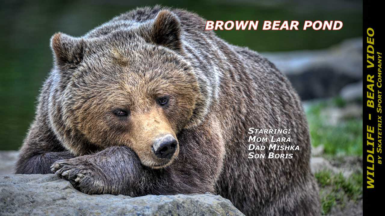 brown bear pond video