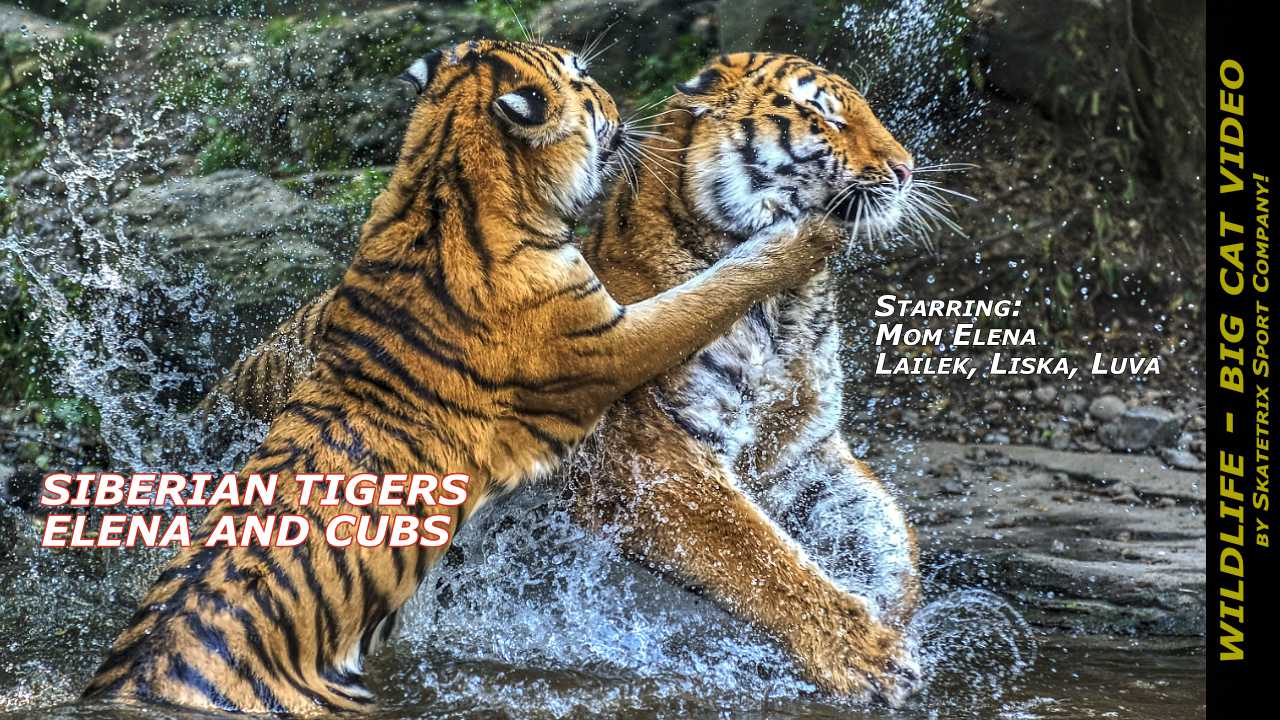 siberian tigers elena cubs video
