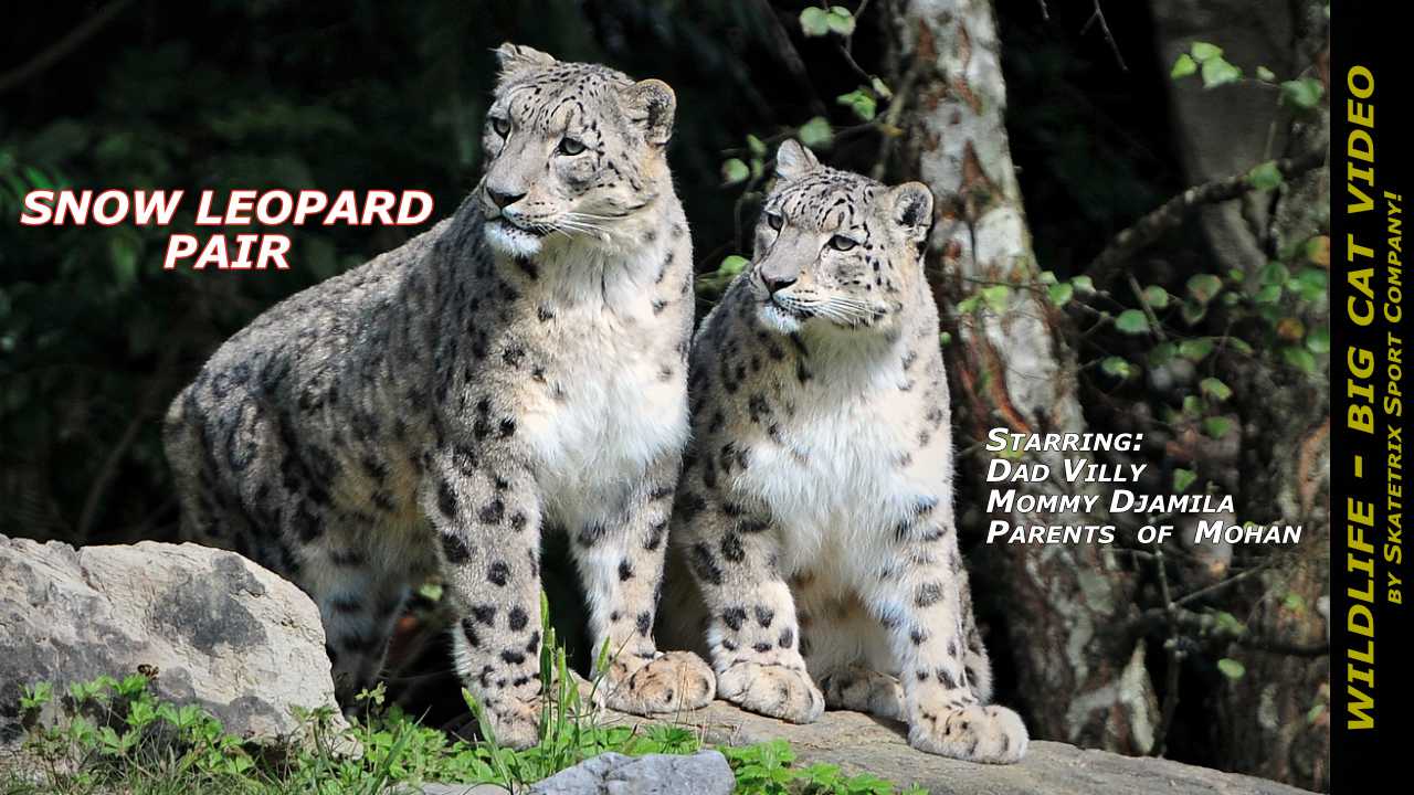 snow leopard pair video