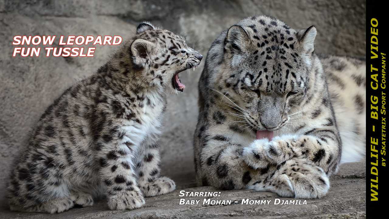 snow leopards mohan djamila tussle video